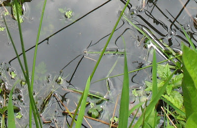 natuurfotografie;waterplanten