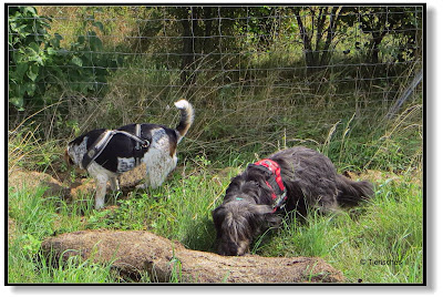 Hunde untersuchen Rasenschnitt