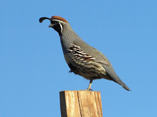 california quail