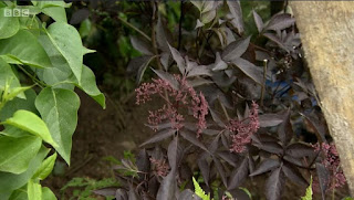 Sambucus Nigra 'Black Lace'