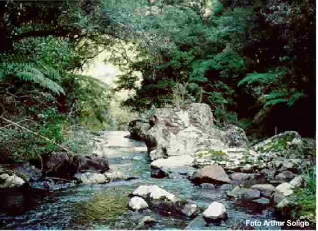 Floresta nacional - FLONA