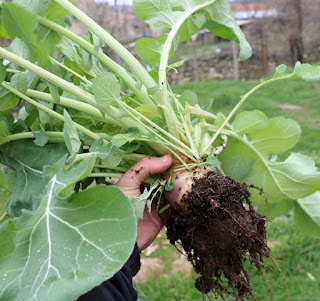 The turnip, with lots of green and mud