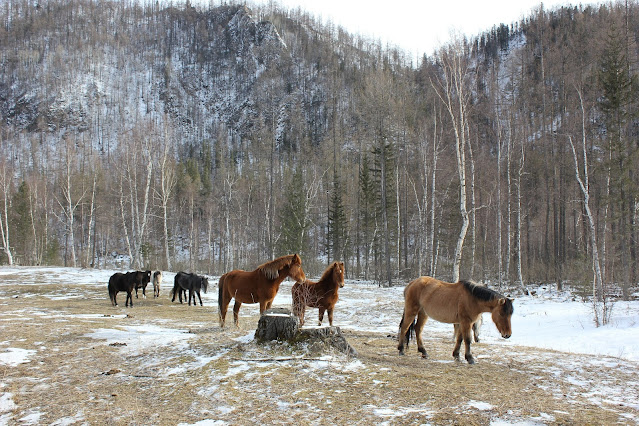 La región de Yakut, en el norte de Siberia, es uno de los lugares más fríos de la Tierra y, sin embargo, algunos caballos resistentes pueden sobrevivir e incluso prosperar allí.