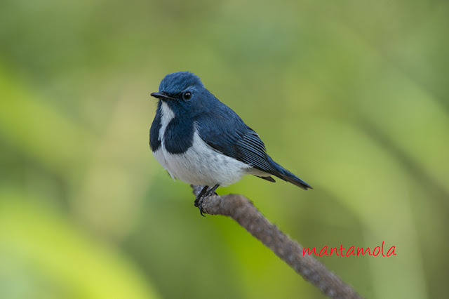 Ultramarine Flycatcher (Ficedula superciliaris)