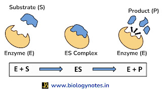 Enzyme Specificity - Definition, Types, Examples and Importance