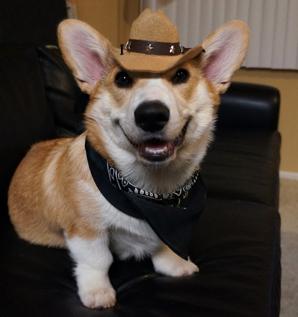 Meet Corgnelius the cutest corgi on the internet, Corgnelius, cute corgi pictures, dog photos