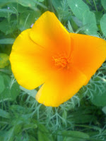 Californian Poppy