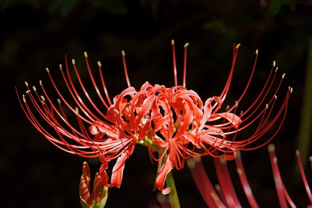 2014年9月23日撮影 嶺岳寺の曼殊沙華