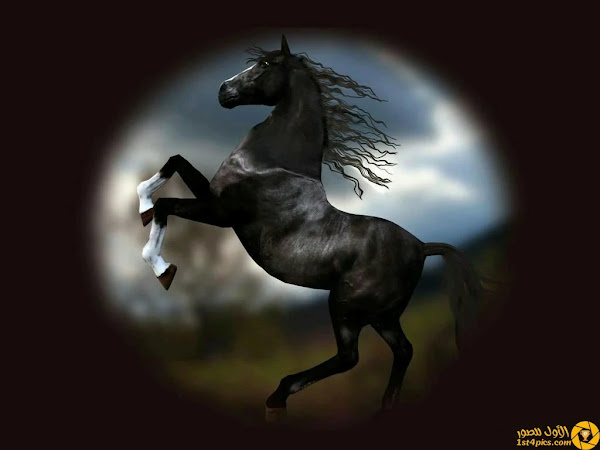 صور خلفيات خيول ( 1 ) صور خلفيات خيول ( 1 )