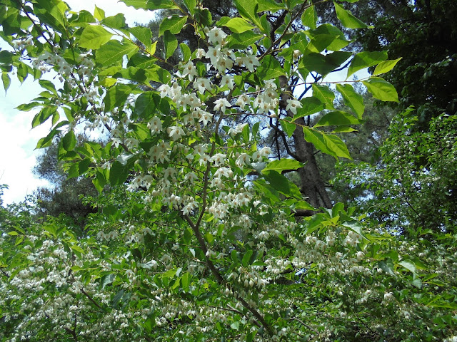 エゴの木の花が満開です