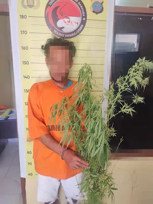 Tanaman ganja diladangnya, warga taput di tangkap polisi