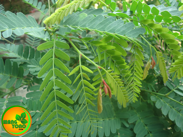 Manfaat dan khasiat dari daun Asam Jawa dan cara meraciknya