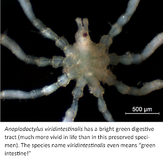 Anopholdactylus viridintestinalis has a bright green digestive tract ( much more vivid in life than in this preserved specimen). The species name viridintesinalis even means "green intestine!"