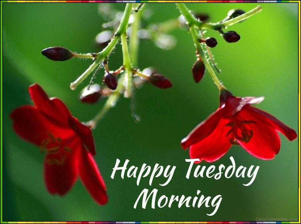 beautiful happy tuesday images
