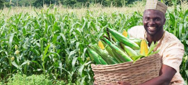 Maize Farming/Processing on Business Plans and Feasibility Study Report