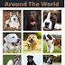 Top 10 Dog Breeds Around the World