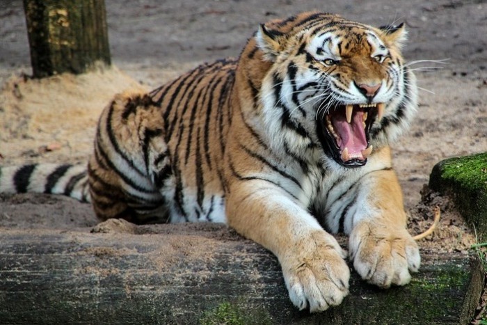  Gambar  Harimau  Sumatera  Terbaru gambarcoloring