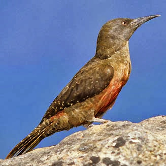 Pico terrestre Geocolaptes olivaceus