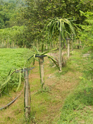 知知港生态农场度假村有机农场火龙果树, titi eco farm resort organic farm