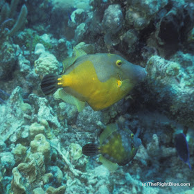 Two color phases of the Whitespotted Filefish (Cantherhines macroceros) Cantherhines macroceros