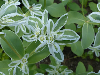 Euphorbia marginata - Euphorbe à feuilles marginées - Euphorbe panachée 