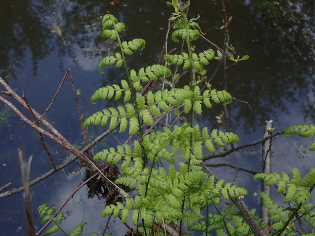 Dryopteris carthusiana