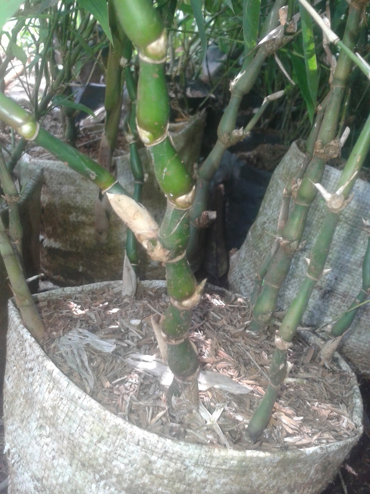 Jual Jenis Pohon Bambu Nagin  tukang taman