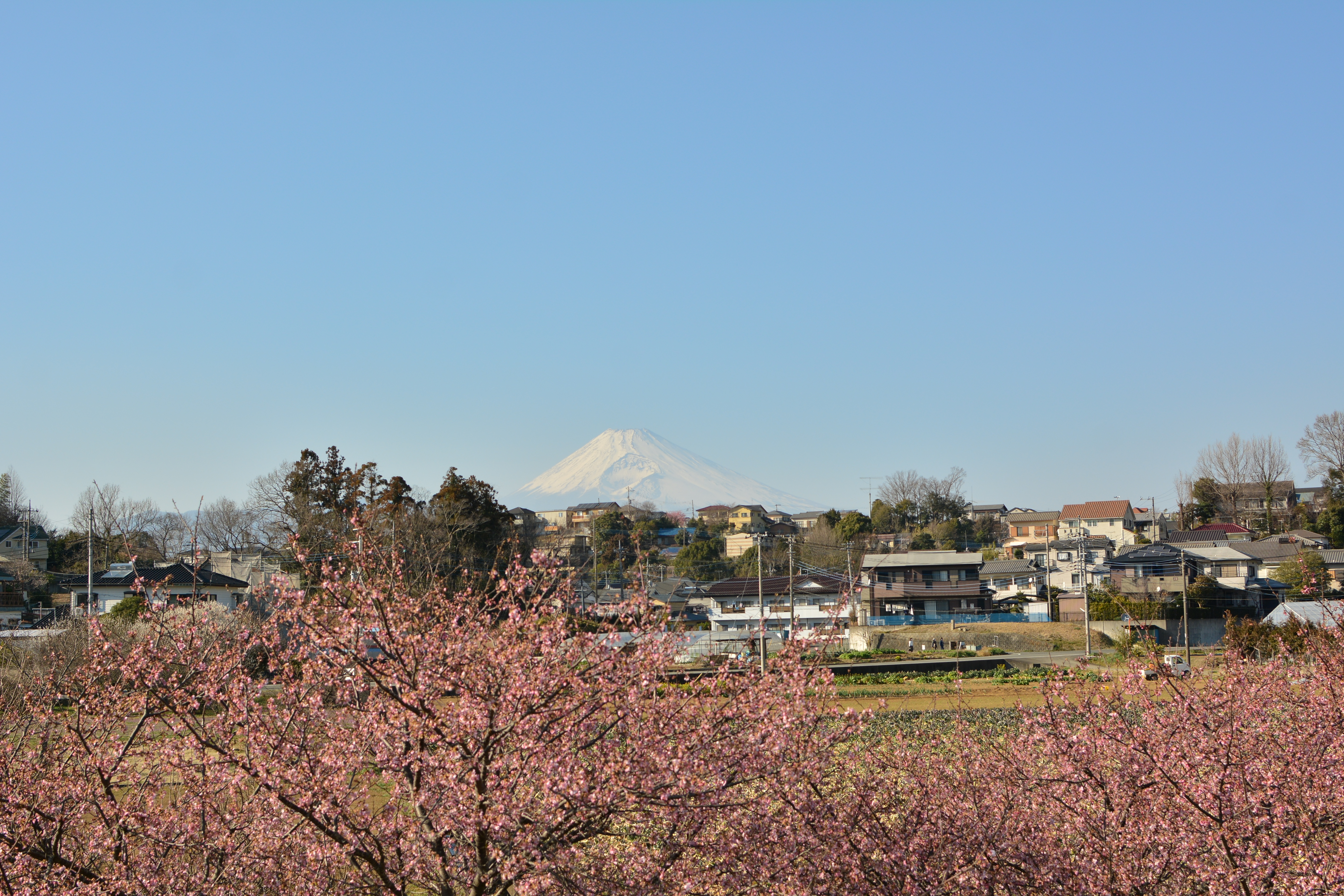 かんなみの桜　河津桜　Cherry blossom