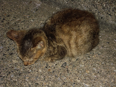 Plus de 200 chat galeux 260328-Chat galeux