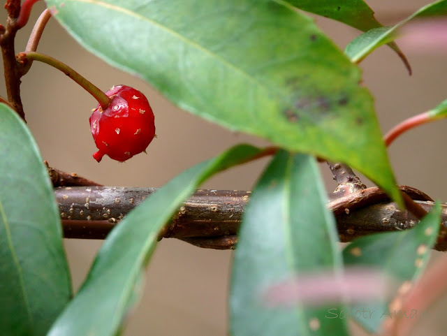 Kadsura japonica