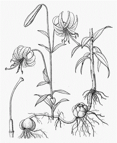 Лилия Уорда (Lilium wardii)