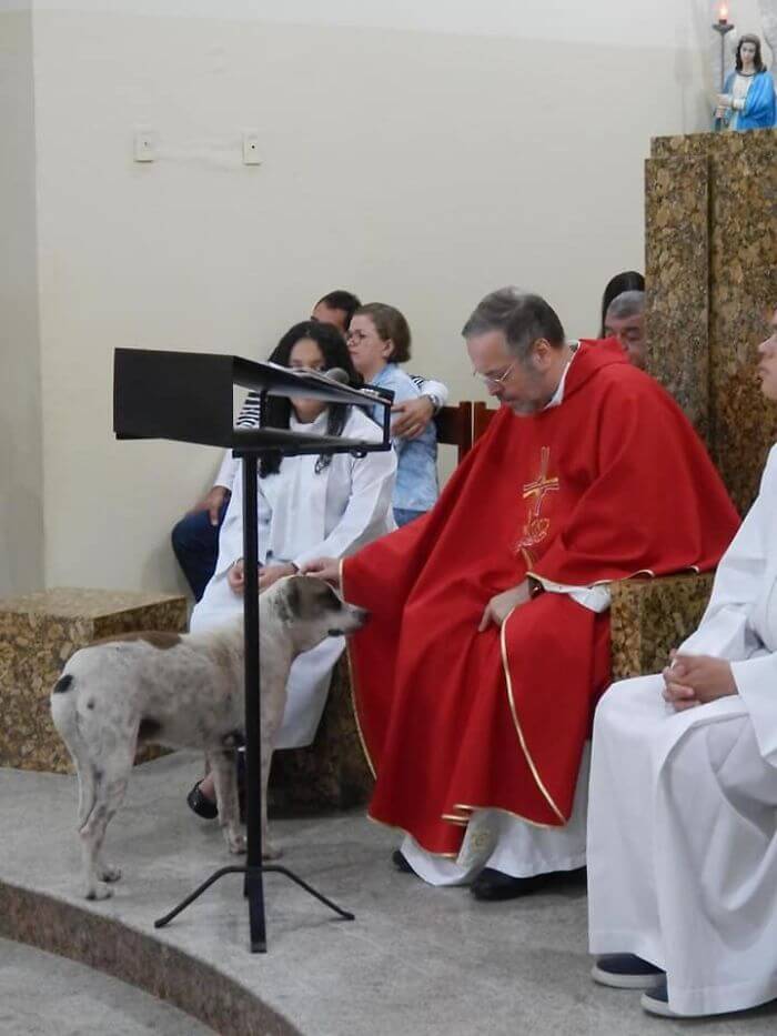 Compassionate Priest Invites Stray Dogs To His Service So They Can Find New Families