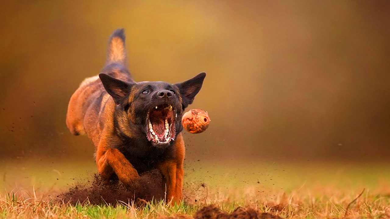 Berger malinois