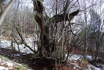 29.49-castagno
