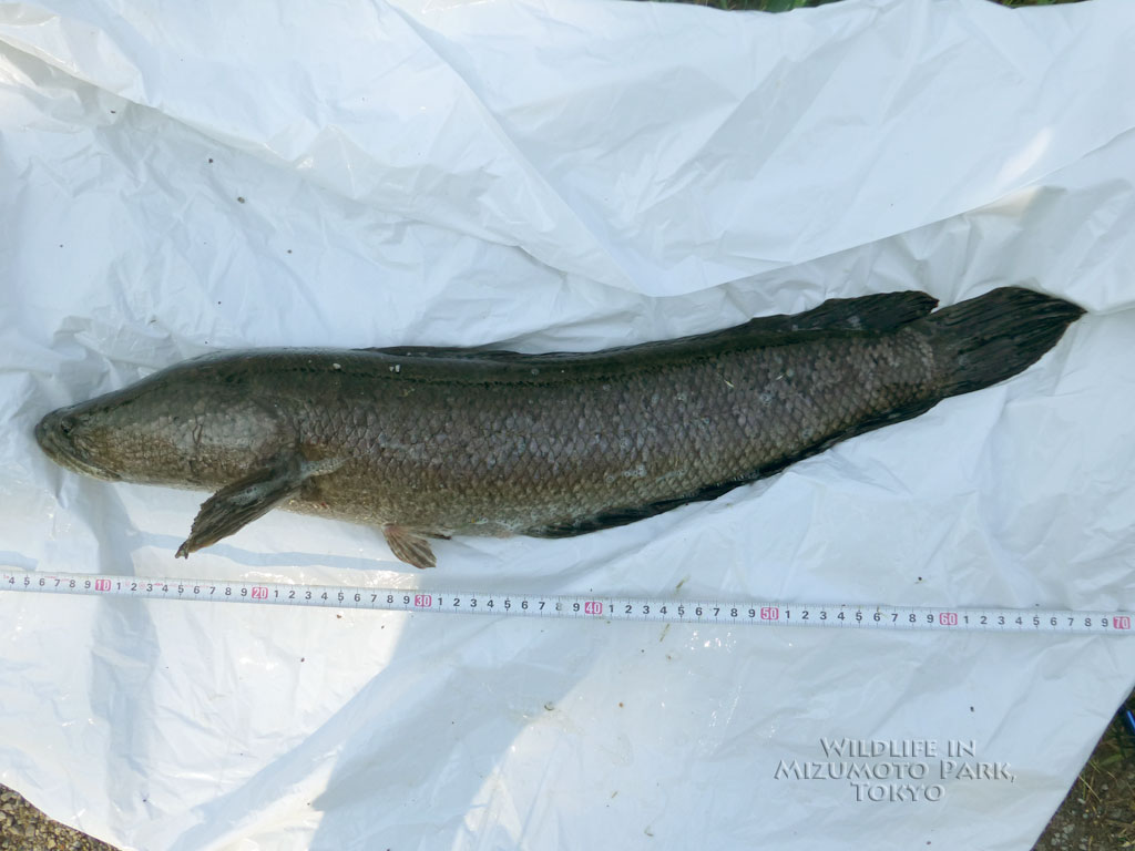 カムルチー ライギョ Northern Snakehead 水元公園の生き物