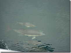 Dolphin12