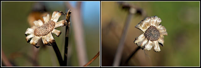 Nova Scotia; garden