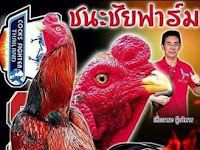 Inilah Ayam Pakhoy Maneedaeng Mr Manna, Pakhoy Terbaik Dan Bersejarah