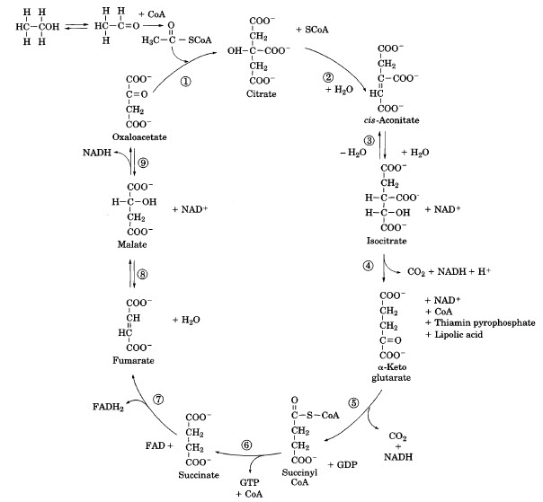 Figure 1. The citric acid cycle