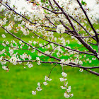 14 Sights of Spring from Bosnia and Herzegovina