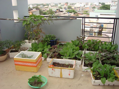 trồng Vườn rau thơm xanh mát trên sân thượng