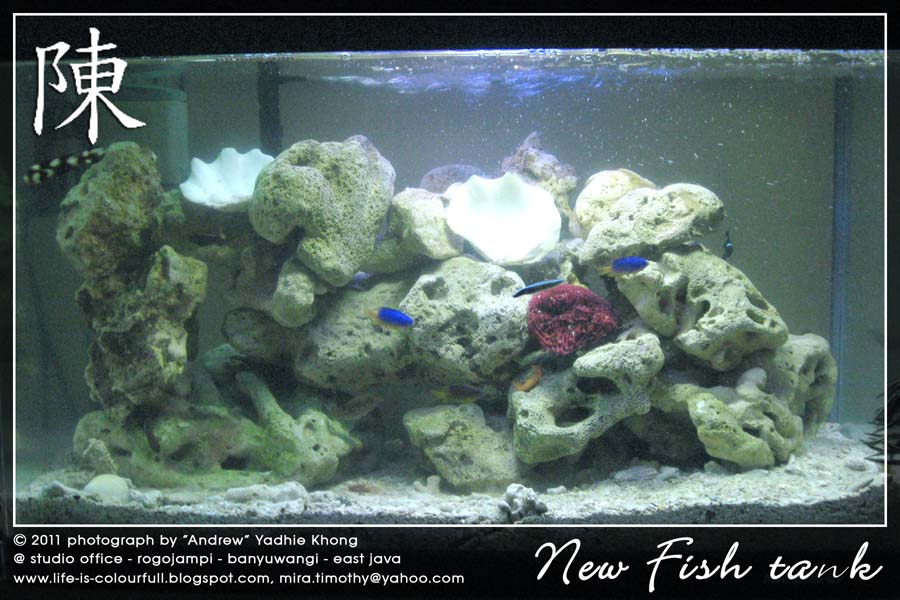 Fish Tank