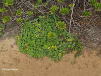 Ilima, sida fallax, Kaena Point Natural Area Reserve - Oahu, HI