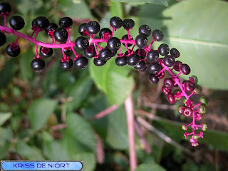 Phytolaque d'Amérique - Raisin d'Amérique - Teinturier - Phytolacca americana