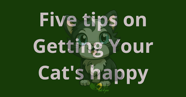 Five tips on Getting Your Cat's happy