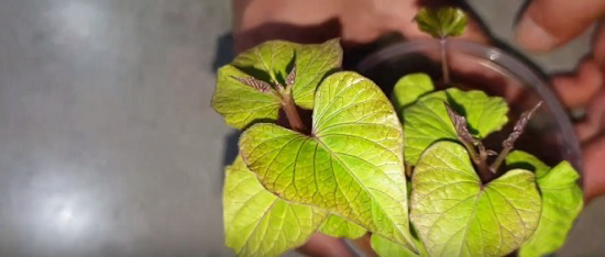 Progress of sweet potato after a month