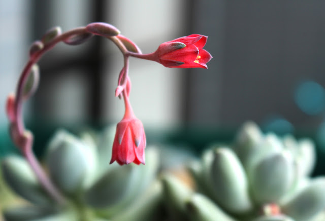 たにことたにく 多肉植物 フーケリーハイブリッド パキフィツム属 花 咲いた画像