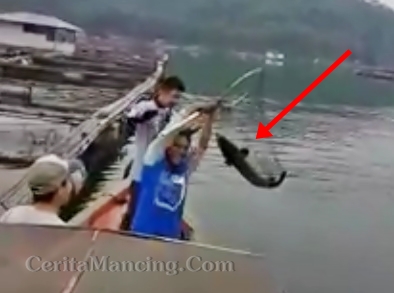 Mancing Strike Ikan Toman Monster Seru