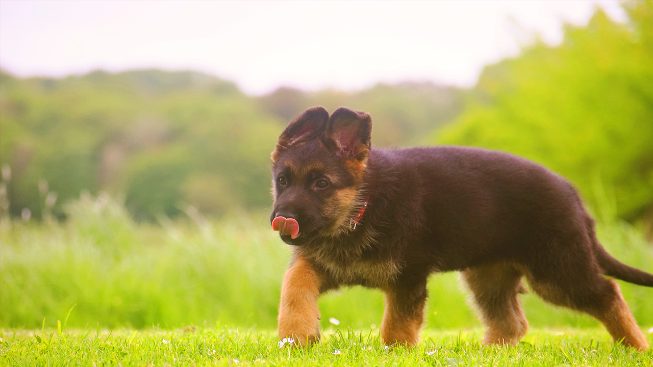 berger malinois