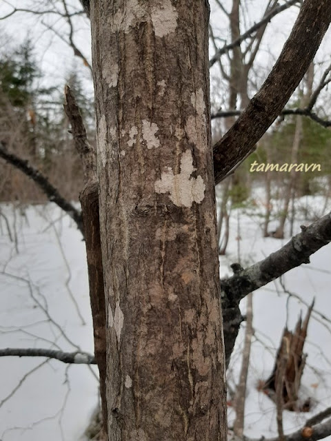 Клён ложнозибольдов (Acer pseudosieboldianum)